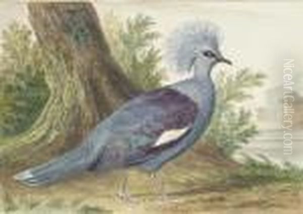 A Crownbird At The Foot Of A Tree, A Terrace In Thebackground - view 1