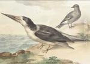 A Skimmer And A Dove On The Sea Shore by Aert Schouman