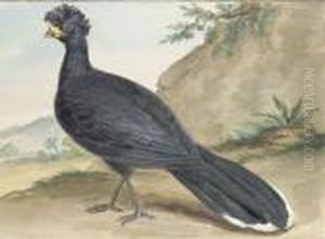 A Black Crownbird by Aert Schouman