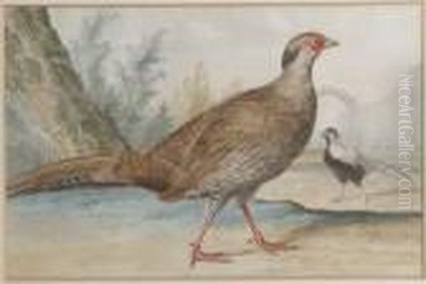 Two Silver Pheasants In A Garden - view 1