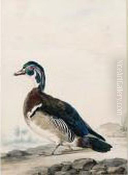 A Duck - view 1