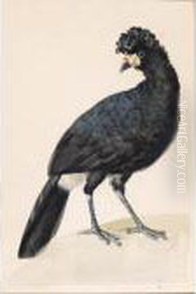 An Exotic Bird - view 1