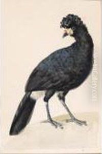 An Exotic Bird by Aert Schouman