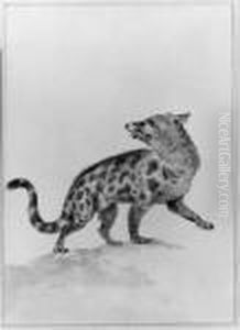 A Civet, Looking Backwards by Aert Schouman