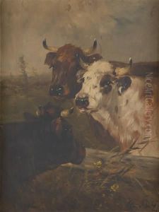 Vaches A La Barriere