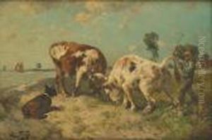Combat De Taureaux Au Bord De L'estuaire