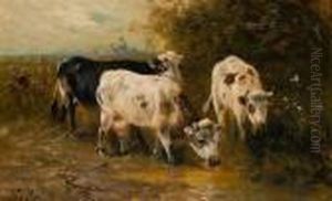 Vaches A L'abreuvoir