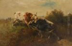 Combat De Taureaux Combat De Taureaux