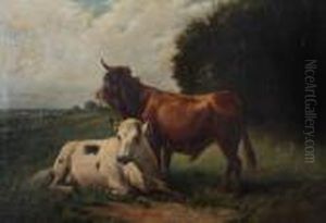 Stier En Koe In De Wei Aan De Rand Van Het Woud