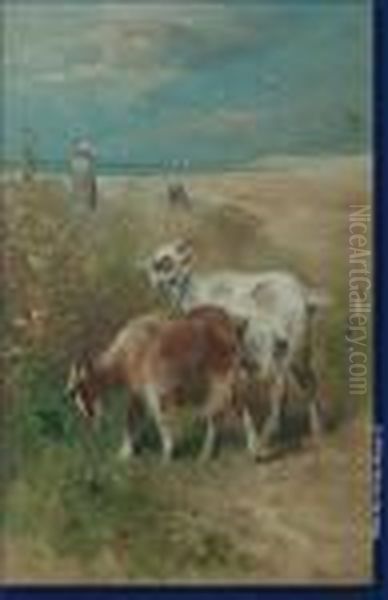 Chevres Dans Les Dunes - view 1