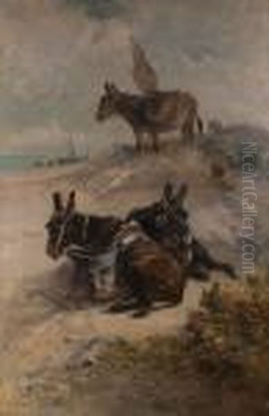 Esel Am Strand - view 1
