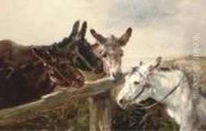 Donkeys Donkeys