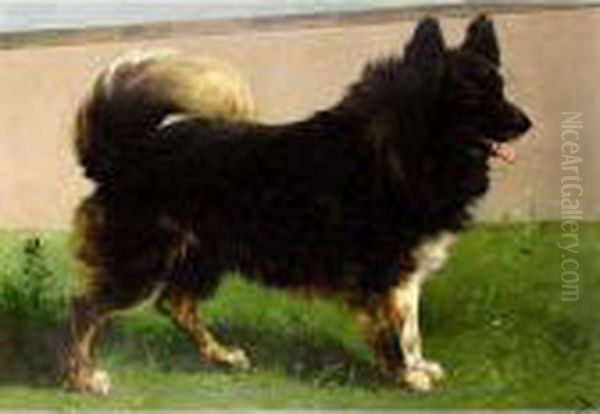 'keeshond' - view 1