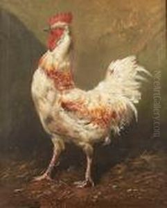 A Turkey; A Cockerel