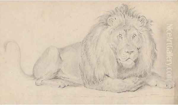 A lion - view 1