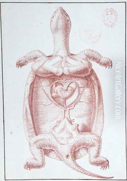 A Tortoise - view 1