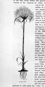 Papyrus Plant, 19th century by Bruno Heinrich Strassberger