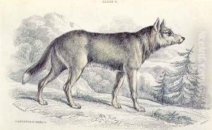Lyciscus cagottis Mexican Coyote 1845, plate 6 from Vol 4 of Sir William Jardines The Naturalists Library, pub. 1833-45 by Colonel H. Smith