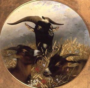 Goats in a Cornfield