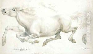 Study from a celebrated Arab Mare by William Strutt