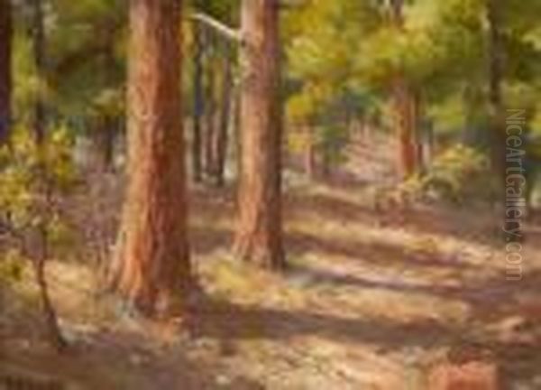 The Cococino Forest Pines - view 1