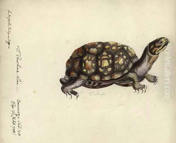 Terrapene carolina, by Friedrich Zehelein, after an engraving from Gemeinnuetzige Naturgeschichte des Therreichs, by Georg Heinrich Borowski, Berlin, Stralsund- Lange, 1788 - view 1
