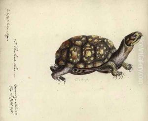 Terrapene carolina, by Friedrich Zehelein, after an engraving from Gemeinnuetzige Naturgeschichte des Therreichs, by Georg Heinrich Borowski, Berlin, Stralsund- Lange, 1788