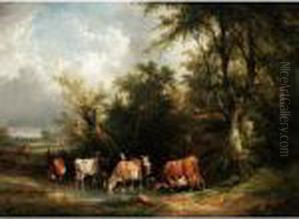 Cattle Watering In A Pool - view 1