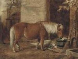 A Pony In A Stable Yard