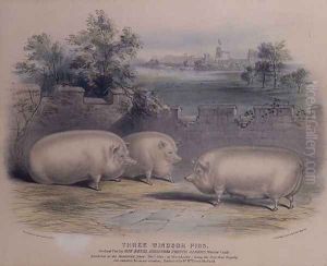 Three prize pigs bred by Prince Albert at Windsor Castle,engraved by H. Stafford fl.1829 1843, by H. Strafford