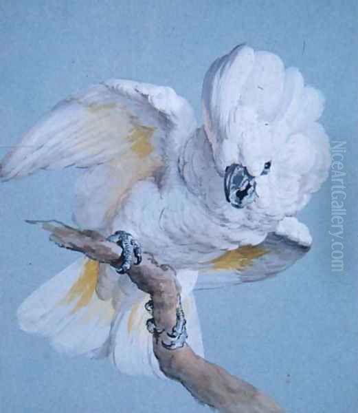 A Great White Crested Cockatoo - view 1