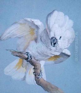 A Great White Crested Cockatoo by Aert Schouman