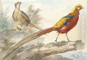 A Golden Pheasant standing on a log with a female pheasant and her chicks behind