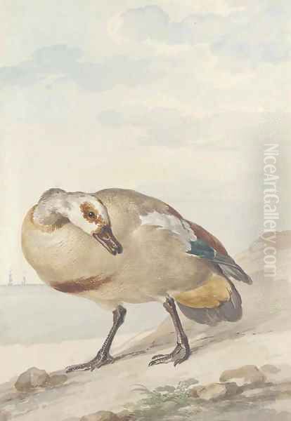 An Egyptian Goose on the shore - view 1