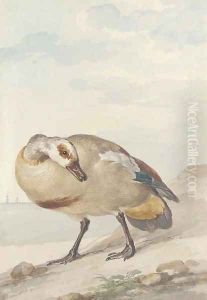 An Egyptian Goose on the shore by Aert Schouman