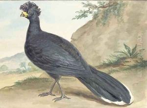 A black Crownbird by Aert Schouman