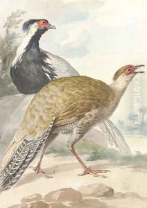 A brace of Pheasants, cock and hen by Aert Schouman