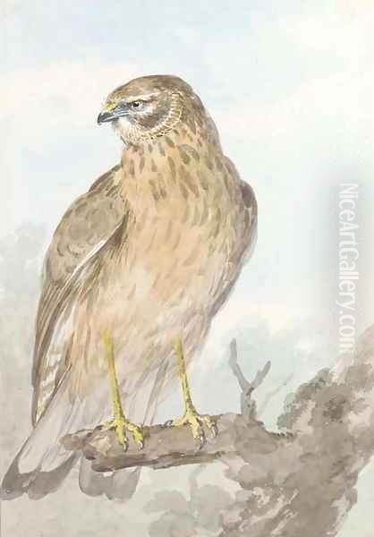 An Sparrowhawk on a branch, looking to the left - view 1