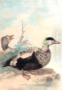 Eider ducks looking to the right at the edge of a pond by Aert Schouman