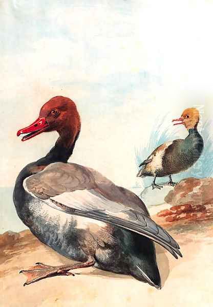 Red-crested porchard with Juvenile looking to the left at the water's edge, a sailing-boat in the background - view 1