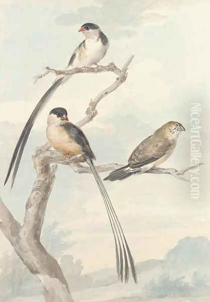 Two long-tailed tits and a bunting - view 1