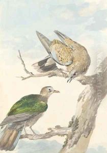 Two Turtle Doves on a tree by Aert Schouman