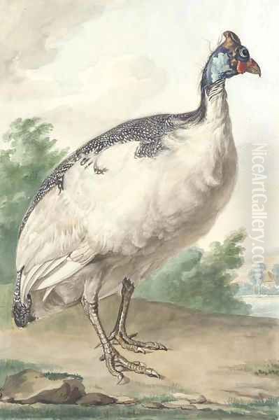 A Guineafowl - view 1