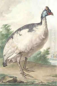 A Guineafowl by Aert Schouman