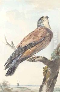 A Kestrel perching on a branch, a windmill beyond A Kestrel perching on a branch, a windmill beyond