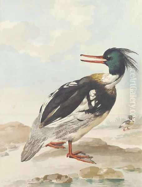 A Merganser standing on rocks with another behind - view 1