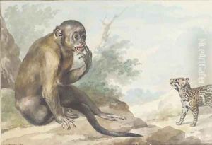 A monkey seated on a rock looking at a civet by Aert Schouman