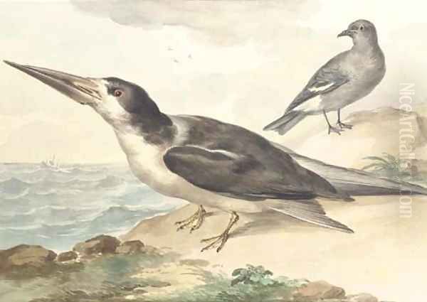 A skimmer and a dove on the sea shore - view 1