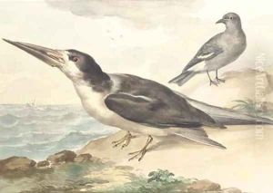 A skimmer and a dove on the sea shore by Aert Schouman