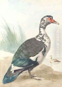 A West Indian goose by a pond by Aert Schouman